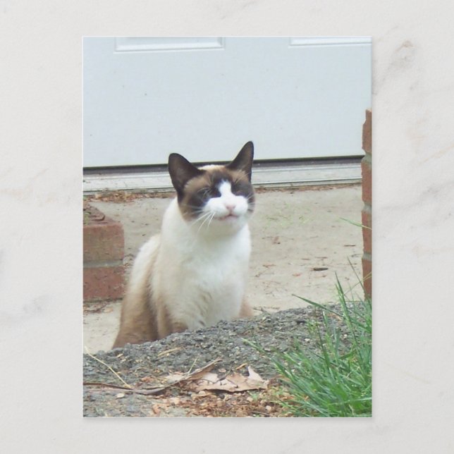 Postal Gato sonriente (Anverso)