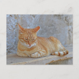 Postal gato tabby descansando en Dubrovnik