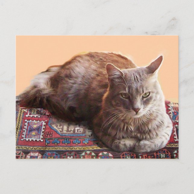 POSTAL GATO TURCO EN LA VIEJA CARPETA (Anverso)