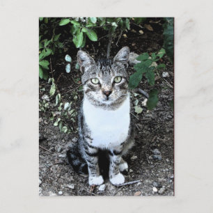 POSTAL GATO TURCO RONIN EN EL JARDÍN