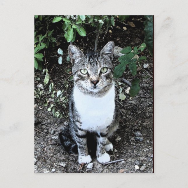 POSTAL GATO TURCO RONIN EN EL JARDÍN (Anverso)