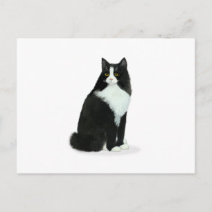 Postal Gato Tuxedo de Pelo Largo