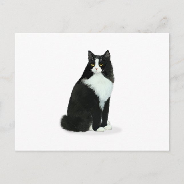 Postal Gato Tuxedo de Pelo Largo (Anverso)