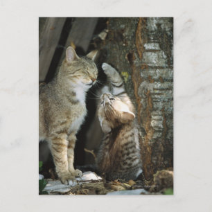 Postal Gato y gatito por árbol