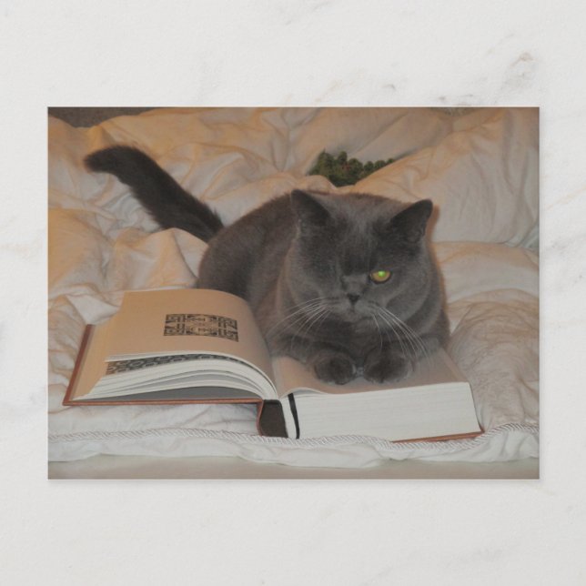 Postal Gato y libro (Anverso)