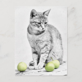 Postal Gato y manzanas