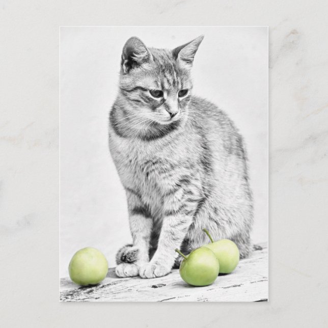 Postal Gato y manzanas (Anverso)