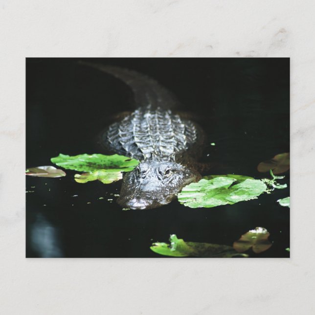 Postal Gator (Anverso)
