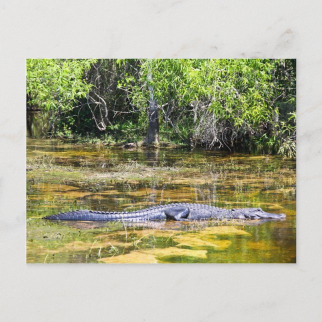 Postal Gator de Florida (Anverso)
