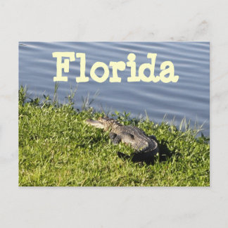 Postal Gator de Florida