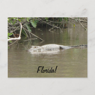 Postal Gator de natación