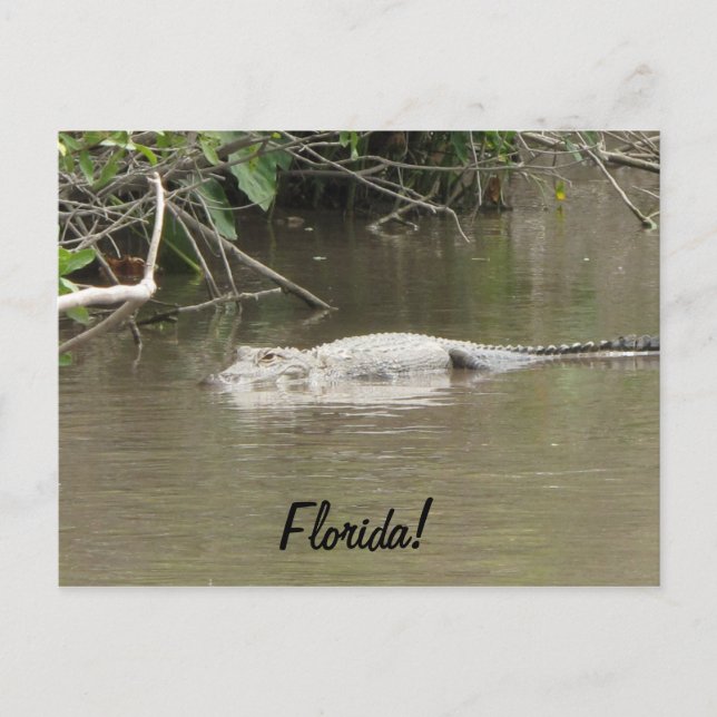 Postal Gator de natación (Anverso)