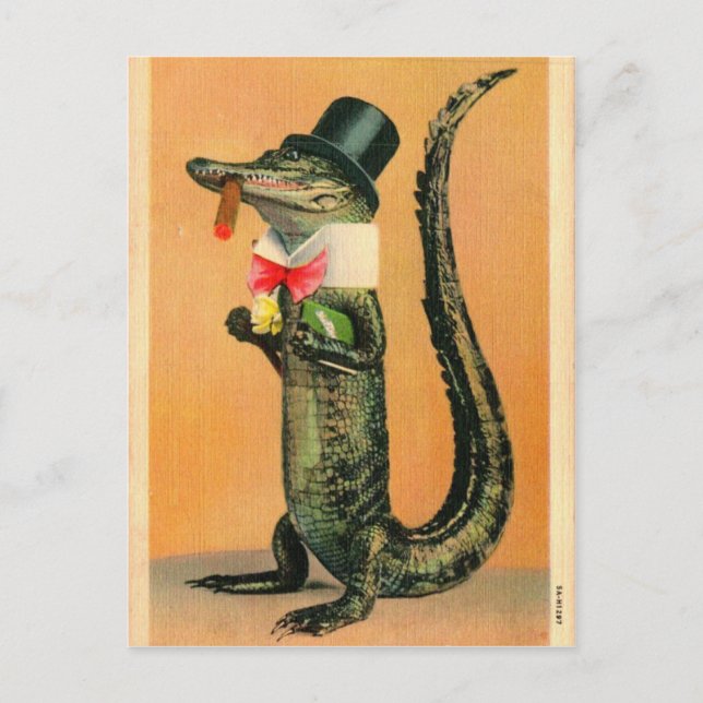 Postal Gator de sombrero superior (Anverso)