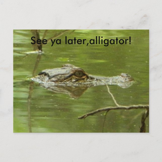 Postal Gator en el agua cerca (Anverso)