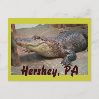 Postal Gator Greeting de Hershey
