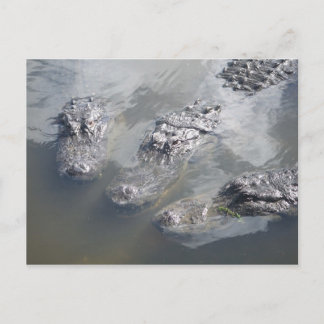 POSTAL GATOR GREETINS