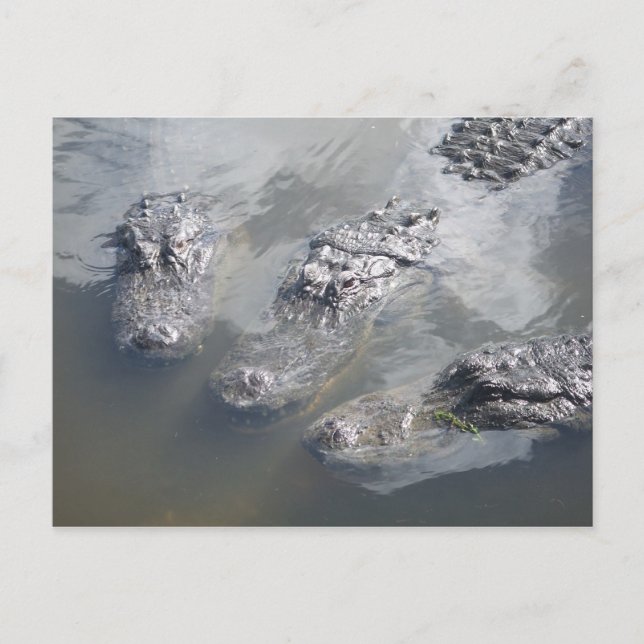 POSTAL GATOR GREETINS (Anverso)