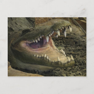 Postal Gator Head