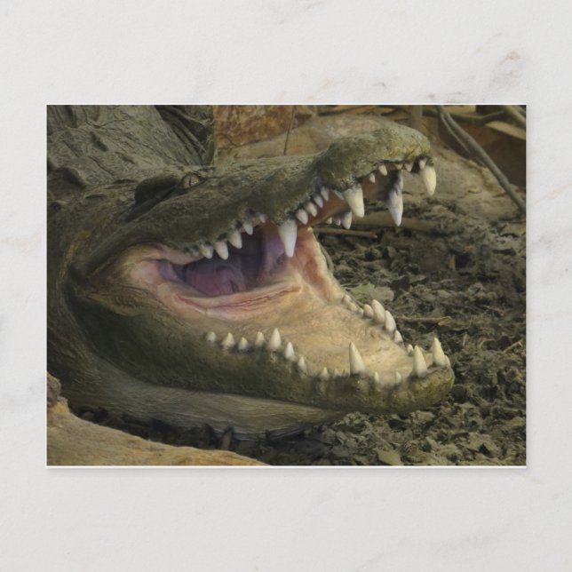 Postal Gator Head (Anverso)