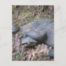 Postal "Gator Hugs"