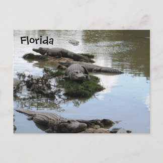 Postal Gator Pond