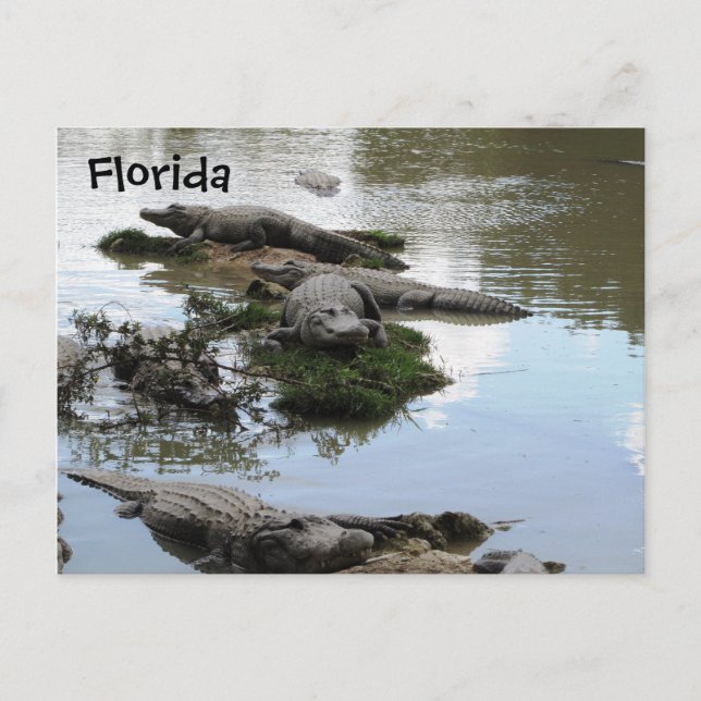 Postal Gator Pond (Anverso)