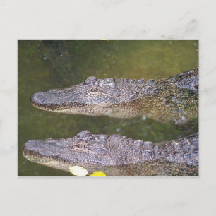 Postal Gator posterior