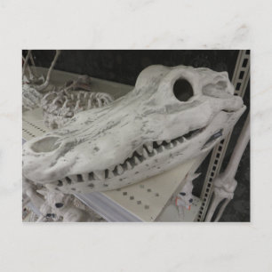Postal Gator Skull decorativo