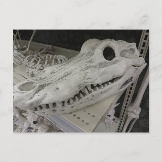 Postal Gator Skull decorativo (Anverso)