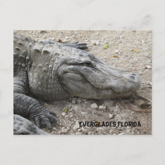 Postal Gator sonriente