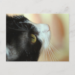 Postal Gatos