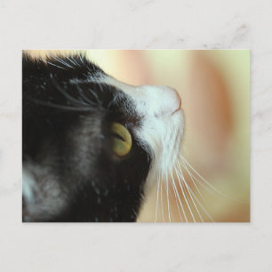 Postal Gatos