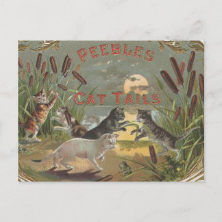 Postal Gatos