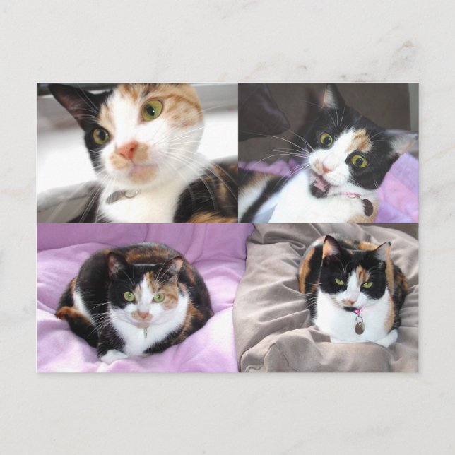 Postal Gatos (Anverso)