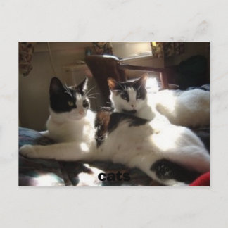 Postal gatos