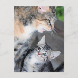 Postal Gatos