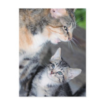Gatos