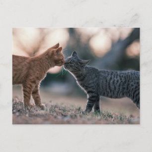 Postal Gatos atigrados naranjas y grises se tocan las nar