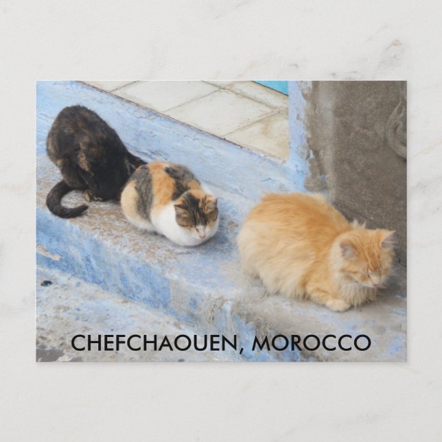 Postal Gatos, Chefchaouen, Marruecos (Anverso)