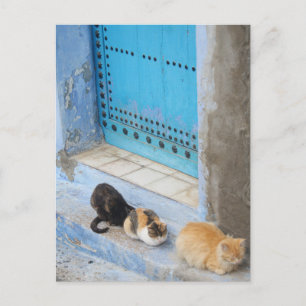 Postal Gatos, Chefchaouen, Marruecos