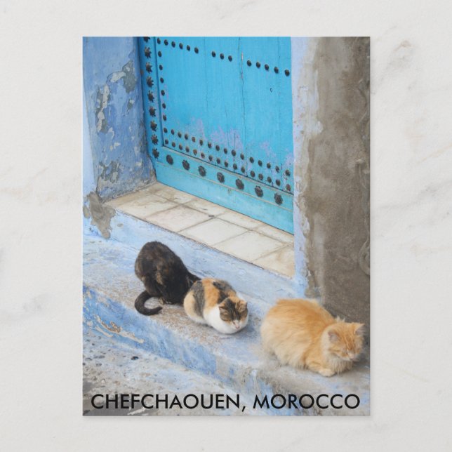 Postal Gatos, Chefchaouen, Marruecos (Anverso)