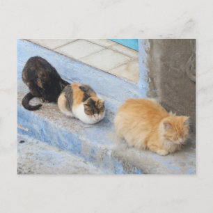 Postal Gatos, Chefchaouen, Marruecos