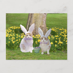 Postal Gatos conejitos, graciosos