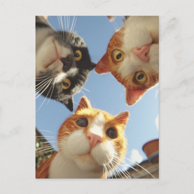 Postal Gatos curiosos mirando hacia abajo (Anverso)