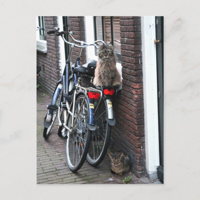 Postal Gatos de Amsterdam en bicicletas (Anverso)