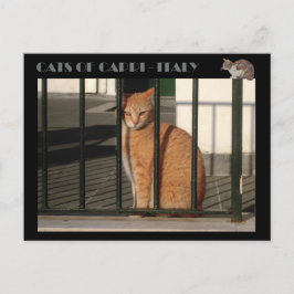 Postal Gatos de Capri, gato tabby de naranja rojo - Itali