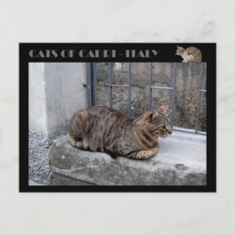 Postal Gatos de Capri, gato tabby - Italia