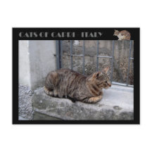 Gatos de Capri, gato tabby - Italia