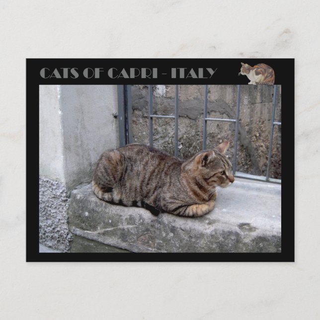 Postal Gatos de Capri, gato tabby - Italia (Anverso)