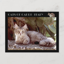 Postal Gatos de Capri - Italia